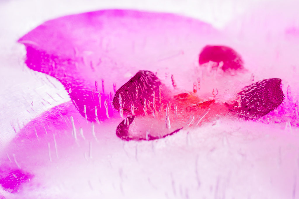 Orchidée...Glacée