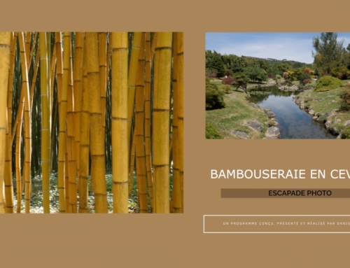 Escapade Photo – Bambouseraie en Cévennes