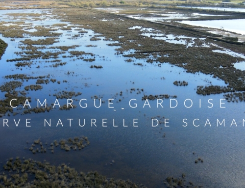 Camargue Gardoise – Réserve Naturelle Scamandre – Balade Découverte